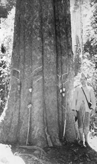 Basin Prints: Man Standing by Rubber Tree