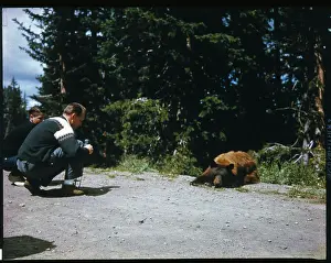 Man Taking Pictures of Bears