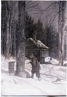 Pail Prints: Man Tapping Maple Tree for Sap