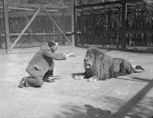 Caution Prints: Man Trying to Hypnotize Lion
