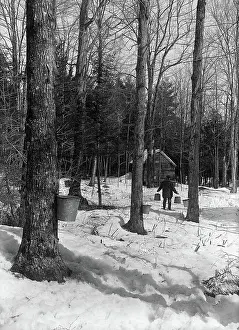 Man Walking in a Maple Sugar Orchard