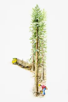 Mask Prints: Man wearing yellow hard hat, plastic mask and tools belt felling a tree in a forest with an electric saw