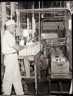 Milk Prints: Man Working In Dairy Farm