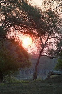 Images Dated 18th November 2010: Mana Pools sunset seen through Faidherbia albida woodlands on old river terraces