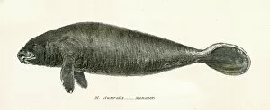 Images Dated 3rd April 2017: Manatee engraving 1803