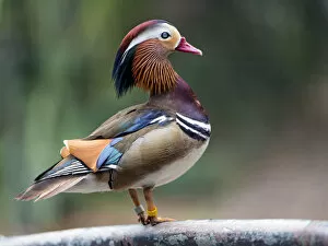 Images Dated 30th March 2017: Mandarin duck standing on a handrail