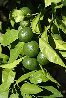 Images Dated 21st July 2011: Mandarin tree -Citrus reticulata-, branch with leaves and unripe fruits, Zadar, Dalmatia region