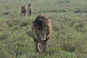 Images Dated 5th October 2013: Maned Lion -Panthera leo-, walking, Msai Mara, Kenya