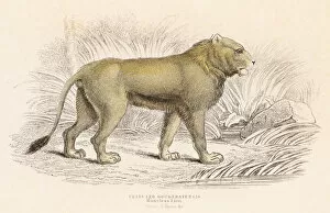 Images Dated 23rd May 2015: Maneless Lion engraving 1855
