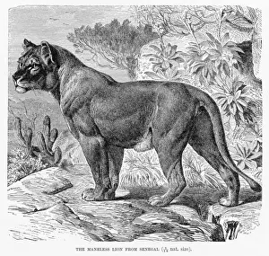 Senegal Prints: Maneless lion Senegal engraving 1894