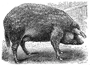 Images Dated 30th January 2016: Mangalica