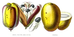 Tropical Fruit Prints: Mango and akee fruit engraving 1857