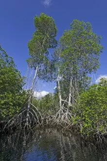 Images Dated 25th December 2012: Mangroves, Isabela Island, Galapagos Islands, Ecuador