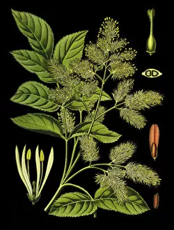 Images Dated 2nd April 2019: manna ash, South European, flowering ash, ash