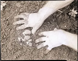 Oak Tree Prints: Man'S Hands In Soil Below Oak Tree