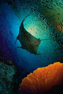 Images Dated 17th March 2009: Manta dreams