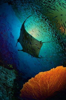 Images Dated 17th March 2009: Manta dreams
