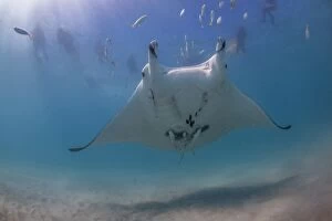 Images Dated 26th May 2015: manta and people 1