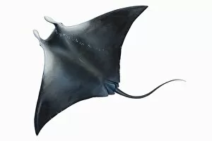 Images Dated 26th January 2007: Manta Ray (Manta birostris), black back, elevated view