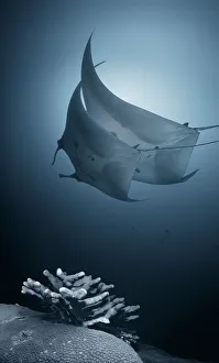Images Dated 17th March 2009: Two mantas dancing