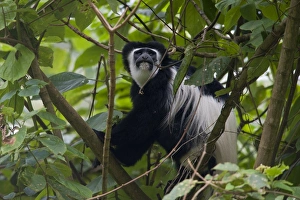 Climbing Collection: Mantled Guereza (Colobus guereza), Arusha National Park, Tanzania, Africa