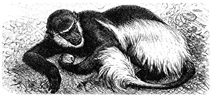 Mantled guereza (Colobus guereza)