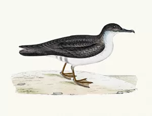 Seagull Gallery: Manx shearwater bird