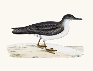 Images Dated 10th June 2016: Manx shearwater bird