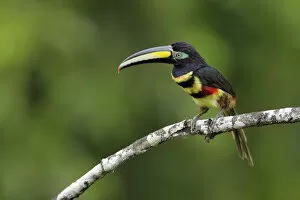Images Dated 7th November 2017: Many-banded Aracari (Pteroglossus pluricinctus)