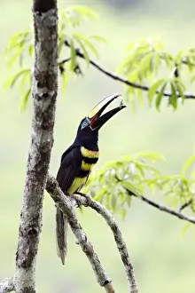 Many-banded Aracari (Pteroglossus pluricinctus)