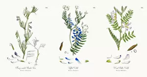 Images Dated 12th December 2017: Many-seeded Slender Tare, Vicia gracilis, Victorian Botanical Illustration, 1863