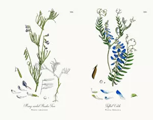 Images Dated 12th December 2017: Many-seeded Slender Tare, Vicia gracilis, Victorian Botanical Illustration, 1863