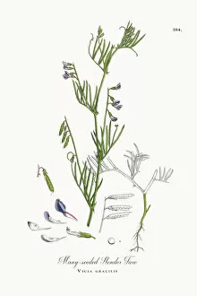 Images Dated 19th October 2017: Many-seeded Slender Tare, Vicia gracilis, Victorian Botanical Illustration, 1863