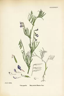 Images Dated 13th September 2017: Many-seeded Slender Tare, Vicia gracilis, Victorian Botanical Illustration, 1863