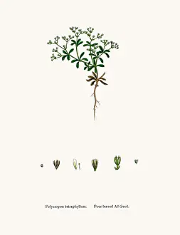 Manyseeds plant