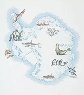 Shoreline Gallery: Map of Antarctica overlaid with illustrations of Sea Gulls, Penguins, Elephant Seal