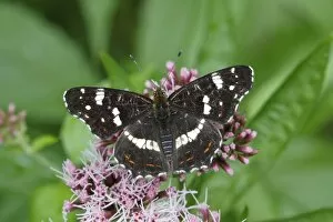 Map butterfly -Araschnia levana-, summer generation, perched on an agrimony flower, Altenseelbach, Neunkirchen
