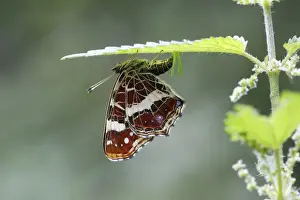Map butterfly -Araschnia levana- laying eggs on the underside of a nettle leaf, Altenseelbach, Neunkirchen, North Rhine-Westphalia, Germany