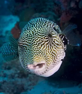 Pacific Gallery: Map Puffer or Map Pufferfish (Arothron mappa), Indonesia