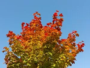 Maple -Acer sp.- with autumn colors
