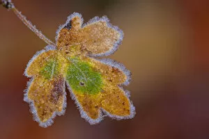 Maple -Acer sp.- leaf with hoarfrost, Afghanistan