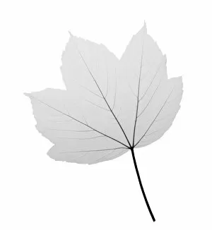 Flowers and Plants Inside Out Collection: Maple (Acer sp. ), X-ray