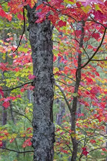 Images Dated 4th October 2015: Maple (Acer) tree in autumn forest, Hiawatha National Forest, Upper Peninsula, Michigan, USA