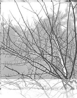 Maple Buds
