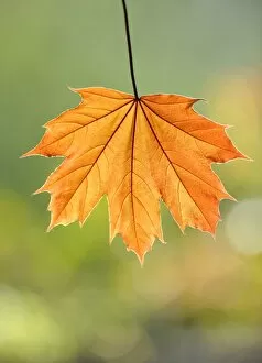 Maple leaf -Acer-