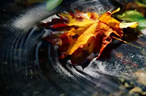 Maple Leaf Prints: Maple leaf (Acer sp. ) in stream, water swirling