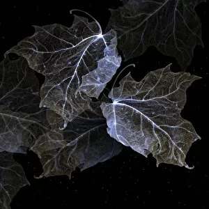 Images Dated 16th October 2011: Maple leaf galaxy