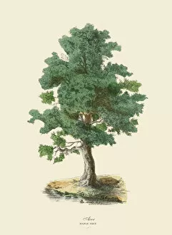 Maple Tree or Acer, Victorian Botanical Illustration