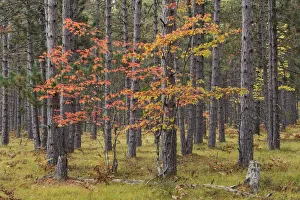 Images Dated 9th May 2016: Maple Tree with autumn colors in pine forest, Upper Peninsula of Michigan, USA