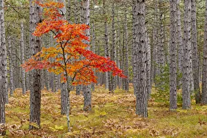 Images Dated 9th May 2016: Maple Tree with autumn colors in pine forest, Upper Peninsula of Michigan, USA